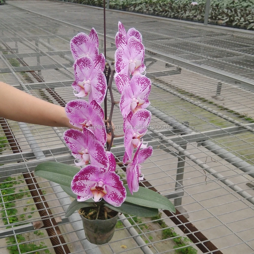 Phalaenopsis seedling
