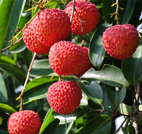 Canned lychee in syrup best selling products tin can for indonesia