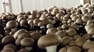 Detan Fresh Portobello Chinese Mushrooms