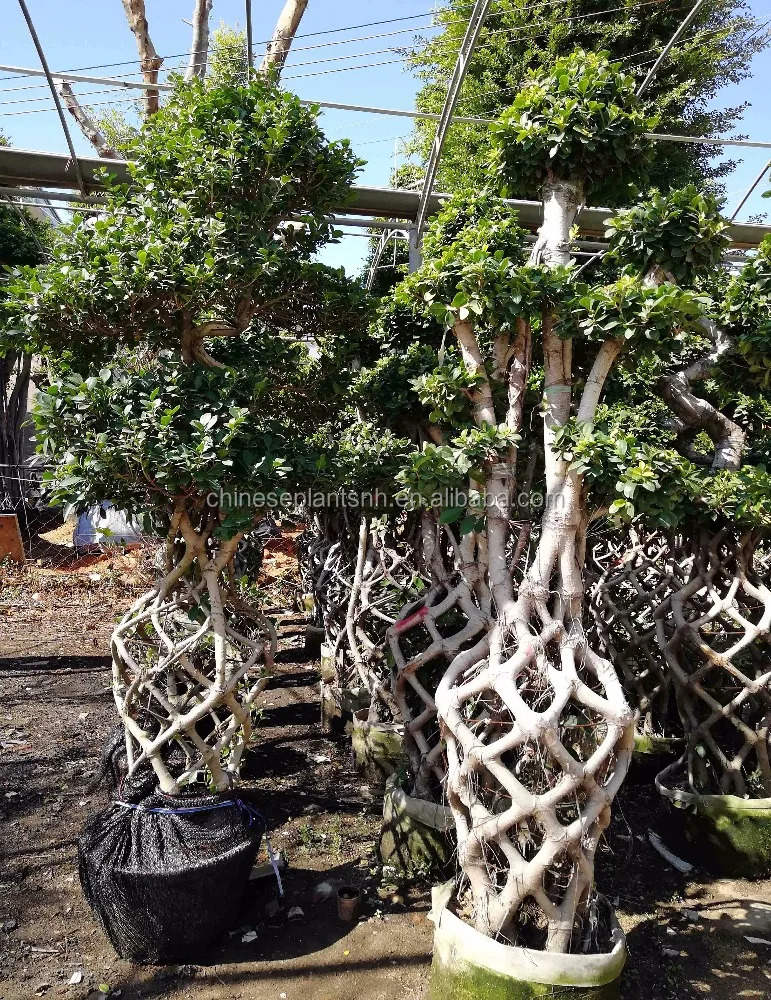 
Фикус клетка на 3 шага фикус микро карпа бонсай 