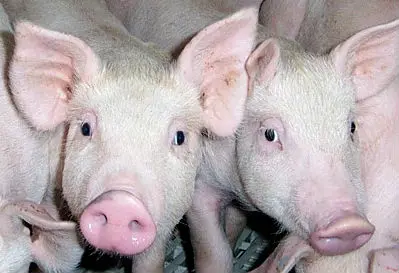 Premix for sows and boars