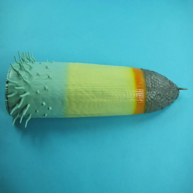 
Biology Teaching Aids Anatomical Root Structure Model 