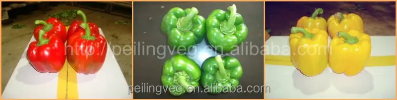
(2017crop)CHINESE FRESH SWEET BELL PEPPER 