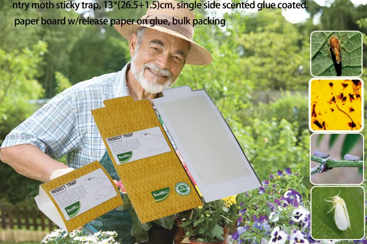 BSTW 3 year quality assurance new hot disposable insect cockroach gel trap