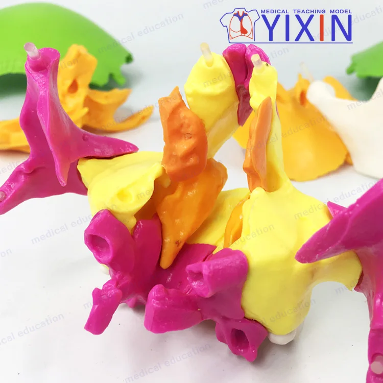 
Skull colorseparation model skull anatomical model detachable 22 part skull mold 