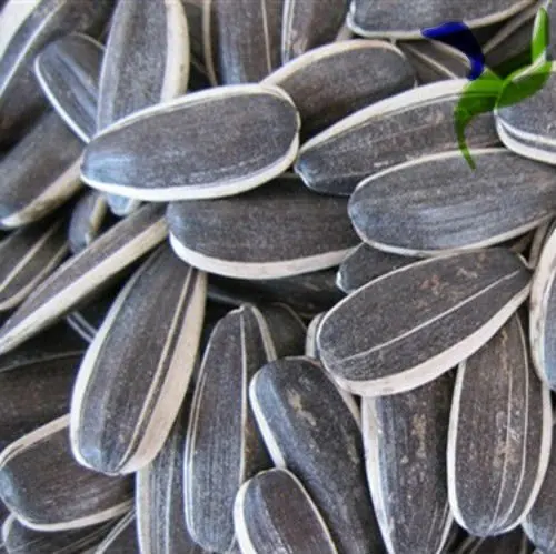 2020 new crop sunflower seeds 361 XINJIANG origin