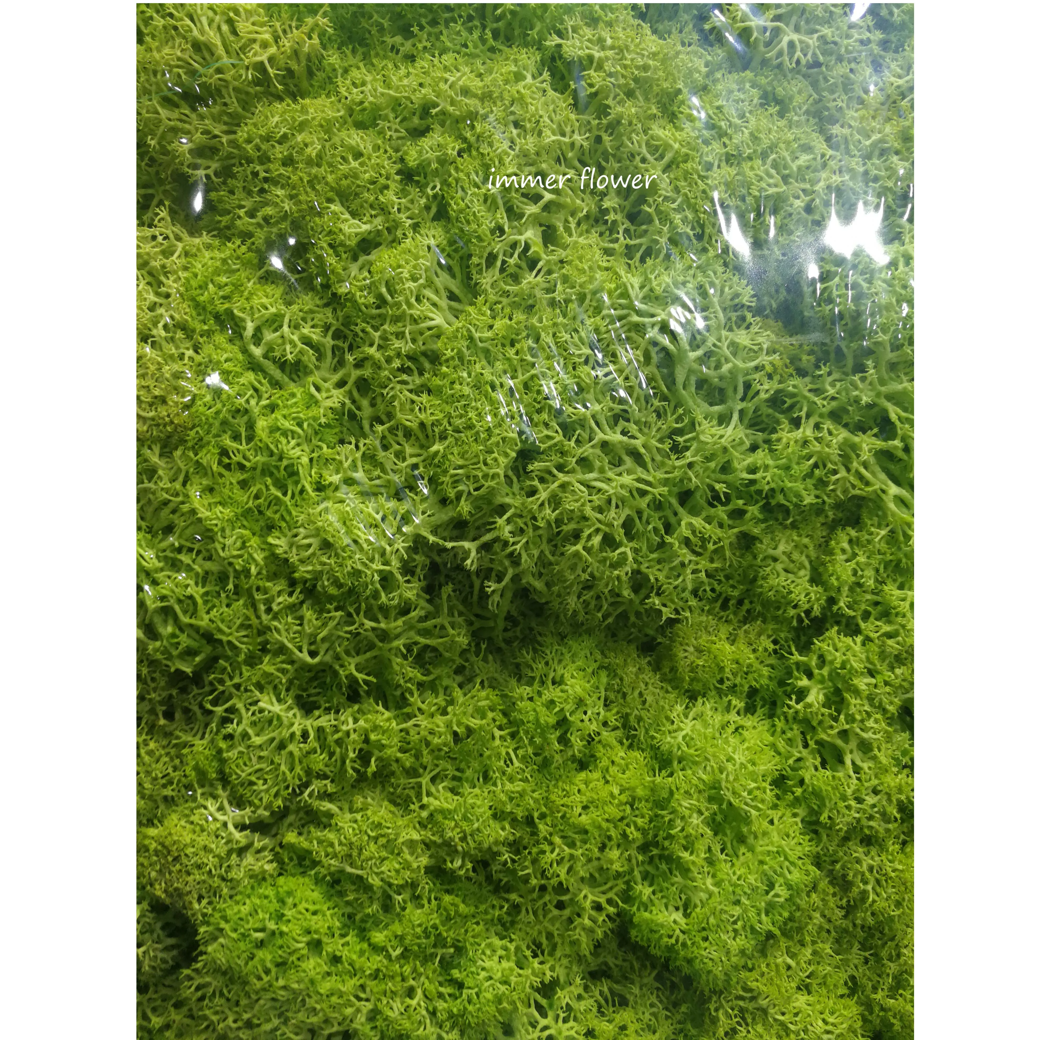 New style dried moss use for make moss green wall wholesale from Kunming