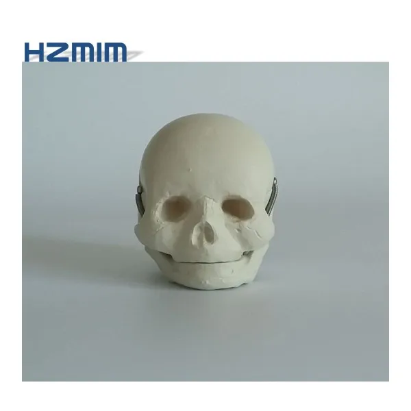 Human Baby plastic skull model