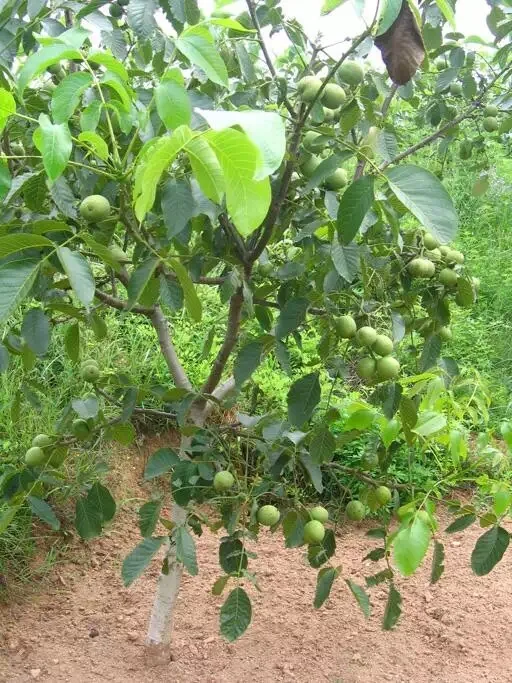 
Walnut seedling saplings 