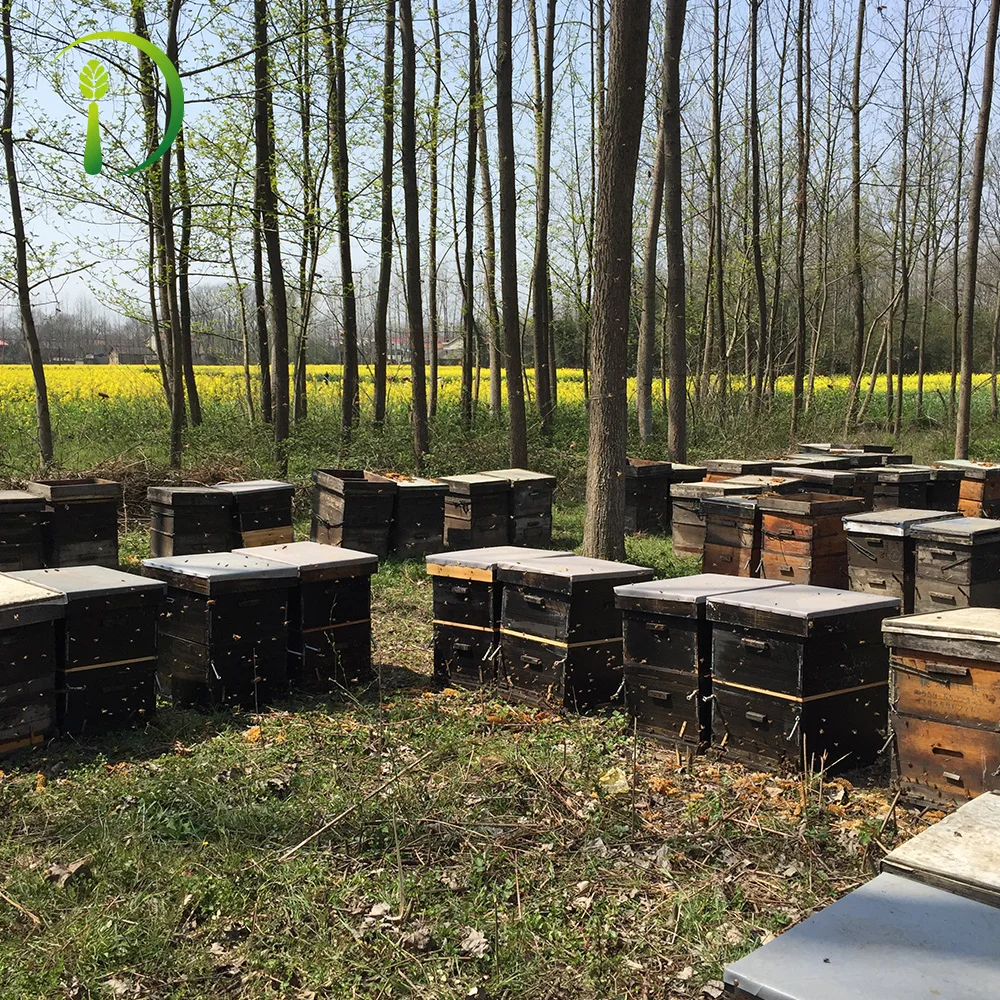 
500g Unique Syrup Honey Jars Hexagonal 