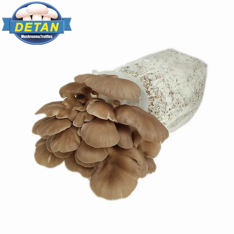 
Detan Oyster Mushroom Bag 
