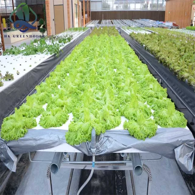 Complete Hydroponic System for growing vegetable in greenhouse