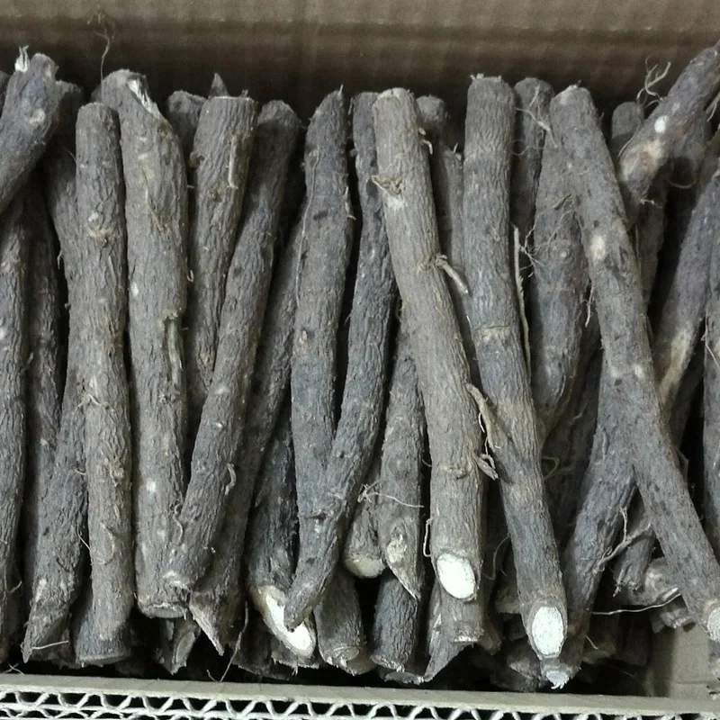 
China fast grow cold resistant 99% germinate paulownia 9501 seed plants for growing 