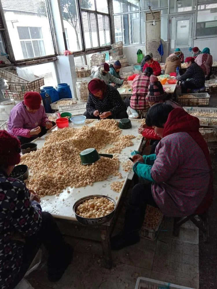 
350-450 pcs/kg Pickled Garlic Cloves In Brine 