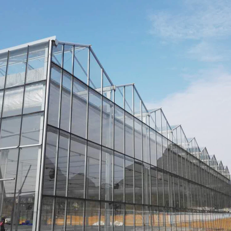 Natural ventilation vegetable seeding nursery glass greenhouse