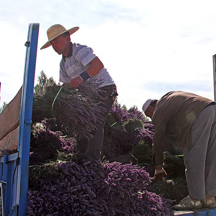 Hot sell fragrant organic dried lavender flowers for home decor