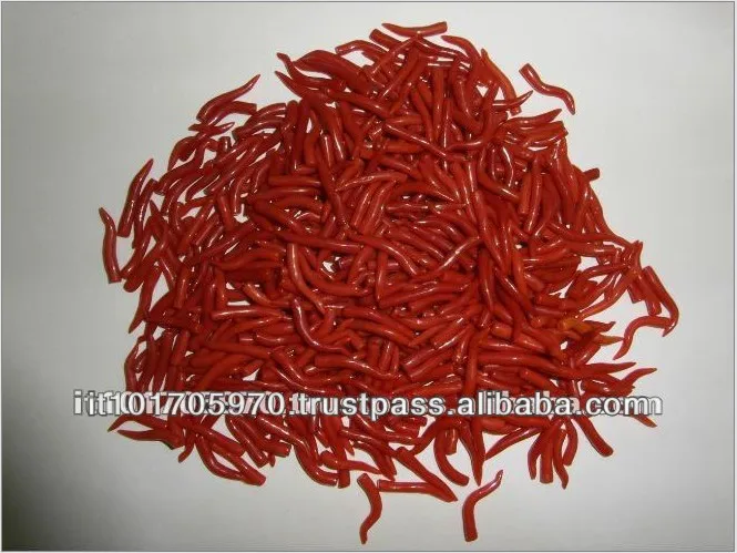 High Quality Italian Red Coral Horn shape for Pendant making good luck charm pendant talisman