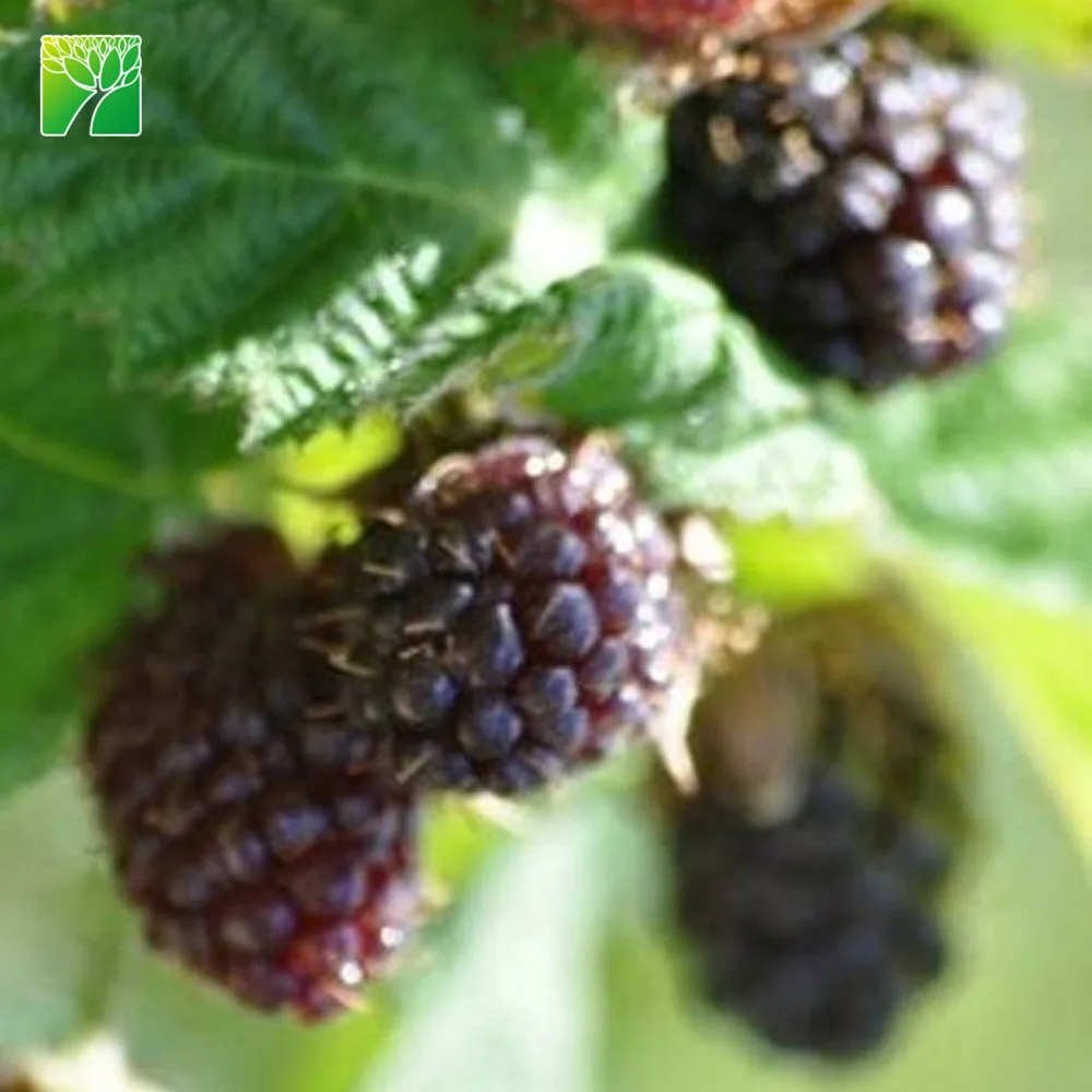 Оптовая продажа экологичный домашний декор набор для выращивания blackberry jam саженцы фруктовых деревьев