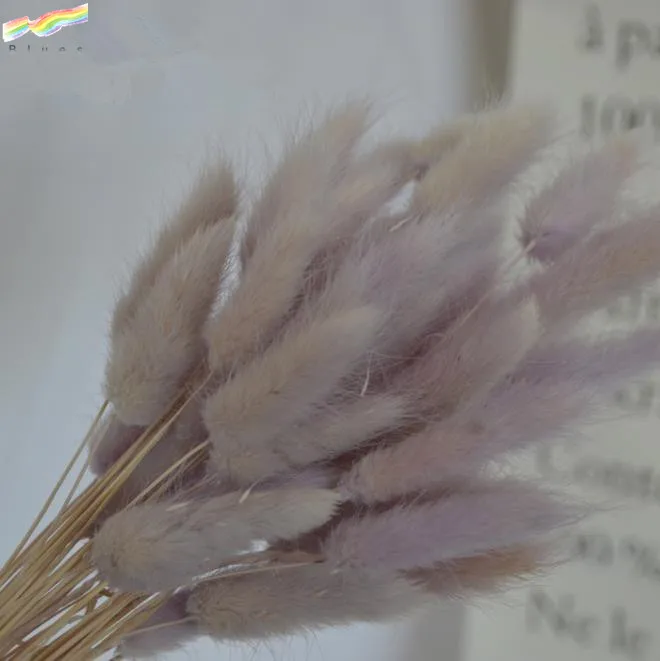 Dried flower bouquet colorful lagurus ovatus rabbit tail grass flower set of 50pcs flower