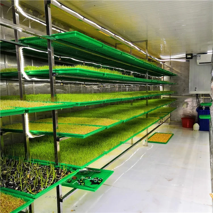 Australia Hot Sale Hydroponic Fodder System For Cattle Green Fodder Sprout System Container Type Hydroponic Green Fodder Sprouti