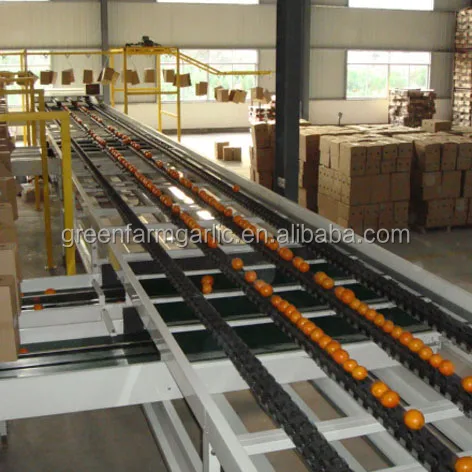 New Crop Fresh Naval Orange