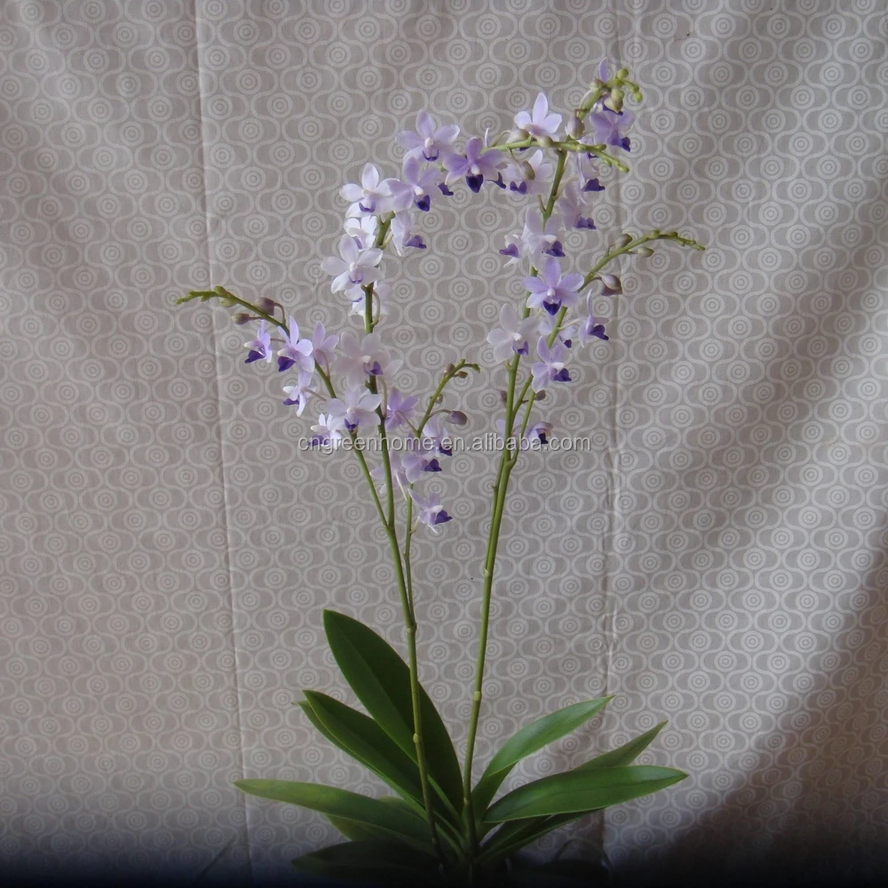 Mauve Flower Phalaenopsis Orchid Plant