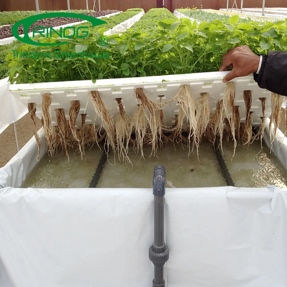 Trinog Greenhouse OEM commercial greenhouse farm ebb and flow bed hydroponic for herbs