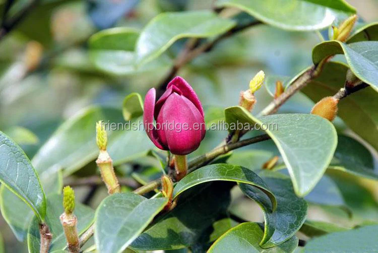 Растение-кустарник Michelia crassipes рассада