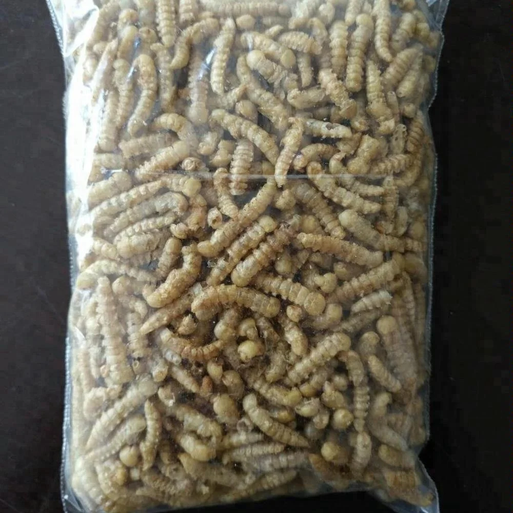 Dried Yellow Meal Worms Pupa Mealworm Pupa Bird Food Pet Food