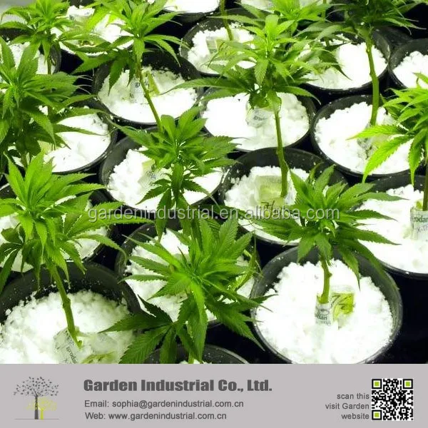 Expanded Perlite for Indoor Plants Price