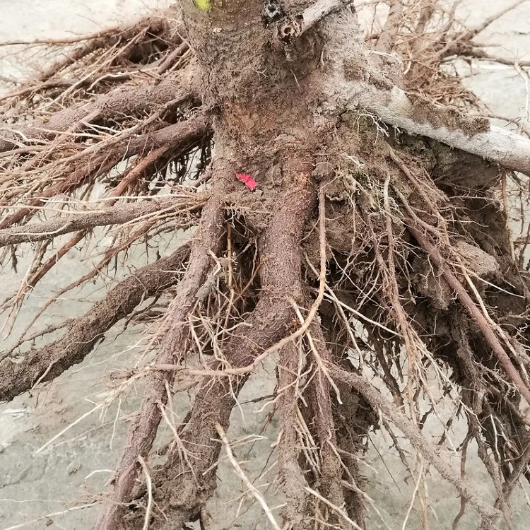 
2018 fresh fast growing hybrid paulownia FTE one year stump with phytosanitary certificate for lumber 