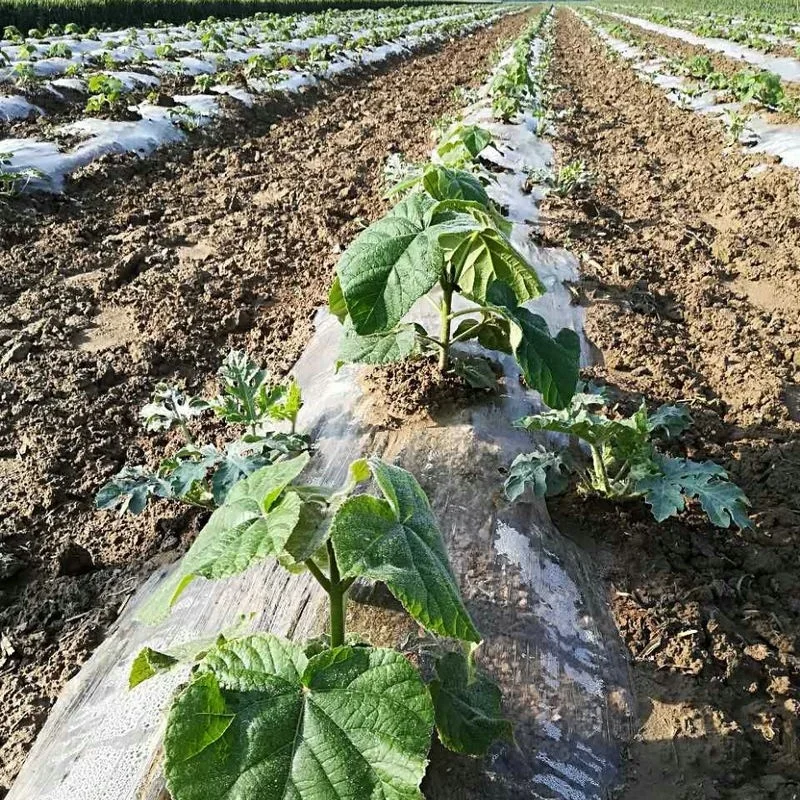 
China cold resistant empress tree root cutting and rootstock plants paulownia for timber 