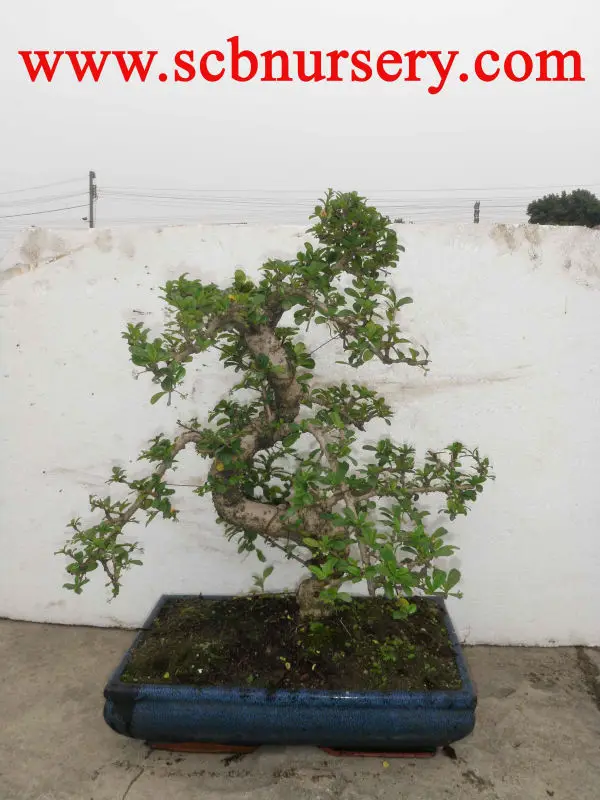 
 Кармона бонсай Искусство 40 см  