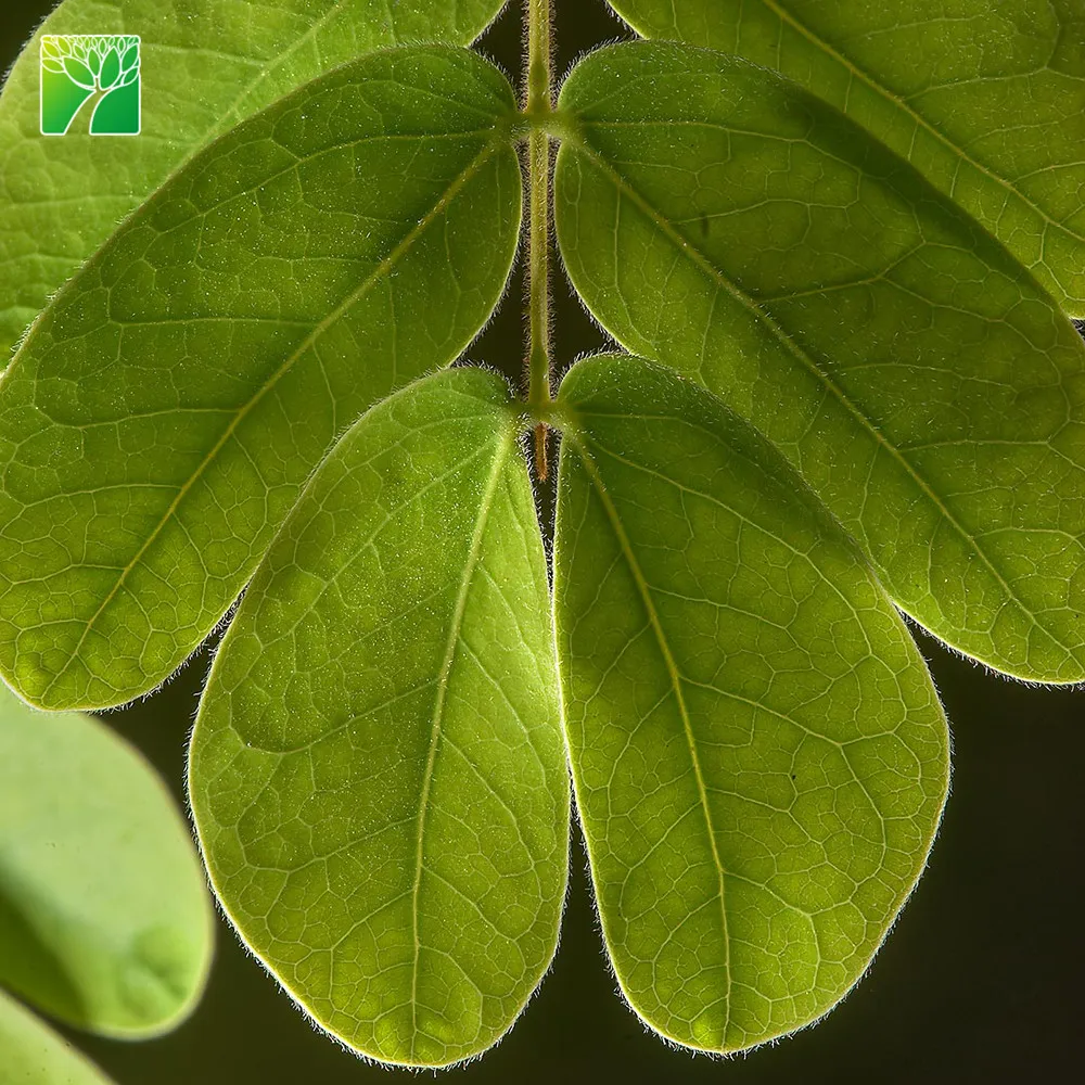 Растительная ферма, оптовая продажа, песчаная почва, тип дерева, растение Albizia пустынник