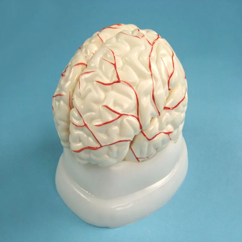 
Biology Education Equipment Human Brain Model with Arteries 