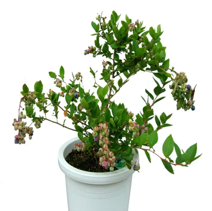 
NON-Gmo 3 years old Blueberry young plants for planting 