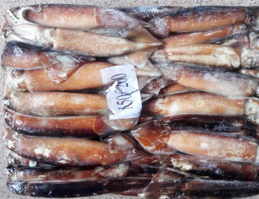 China Origin Frozen Todarodes Pacificus Squid Whole Round