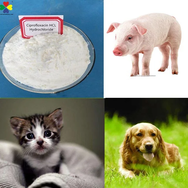 
Factory Supply Animal Raw Materials BP Ciprofloxacin Hydrochloride/HCL Powder 