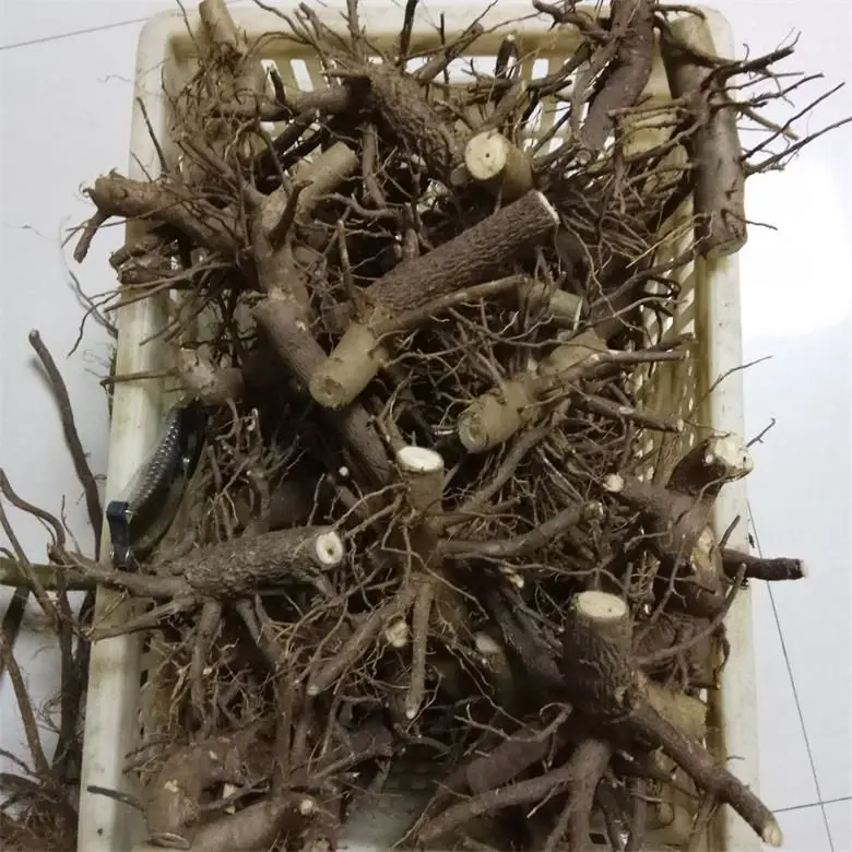 
2018 new fresh cold resistant hybrid 9501 paulownia root for planting 