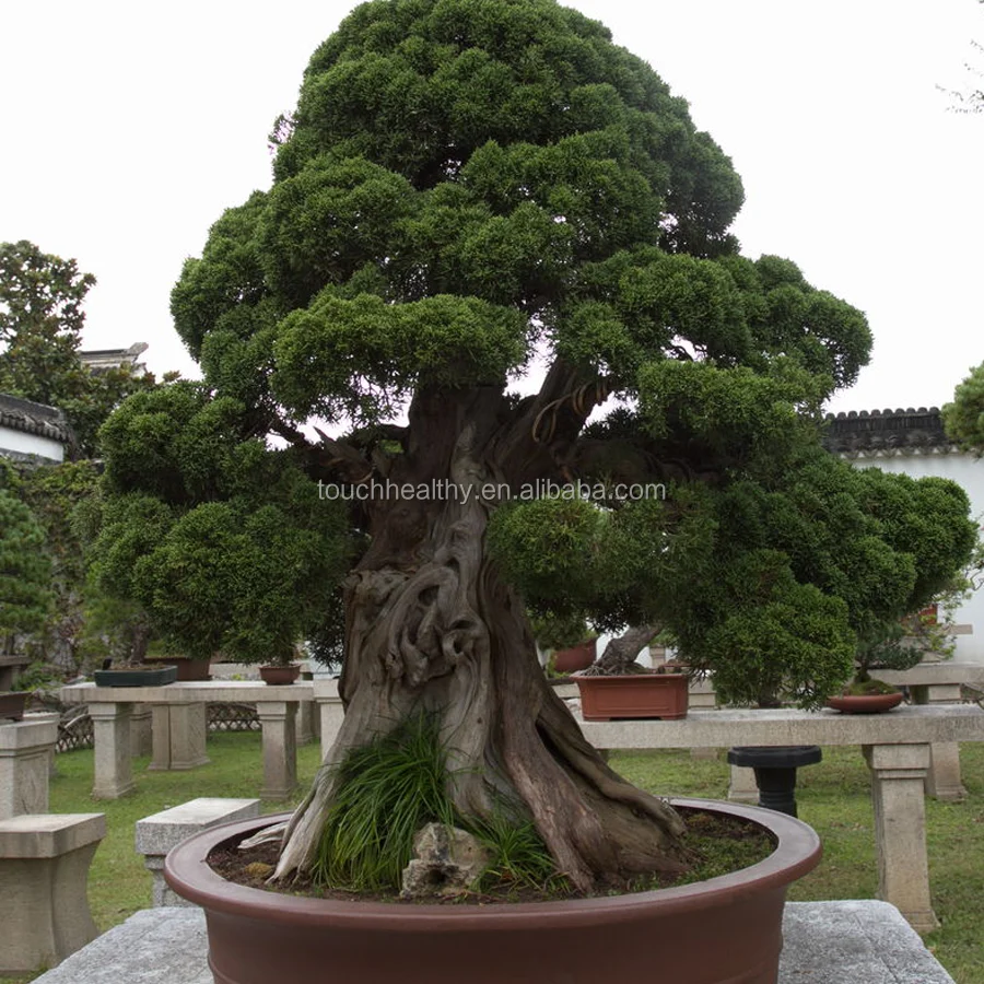 2021 высокопрорастающие семена сосны с пятью листьями, семена деревьев пинуса парвифлоры для посева