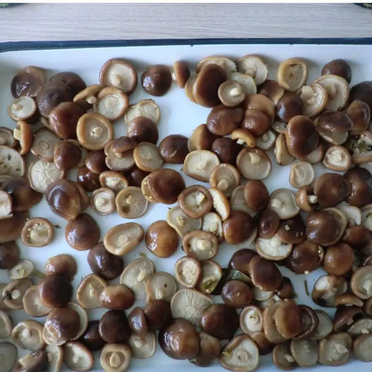 China canned shiitake mushroom marinated in brine with low price of good quality