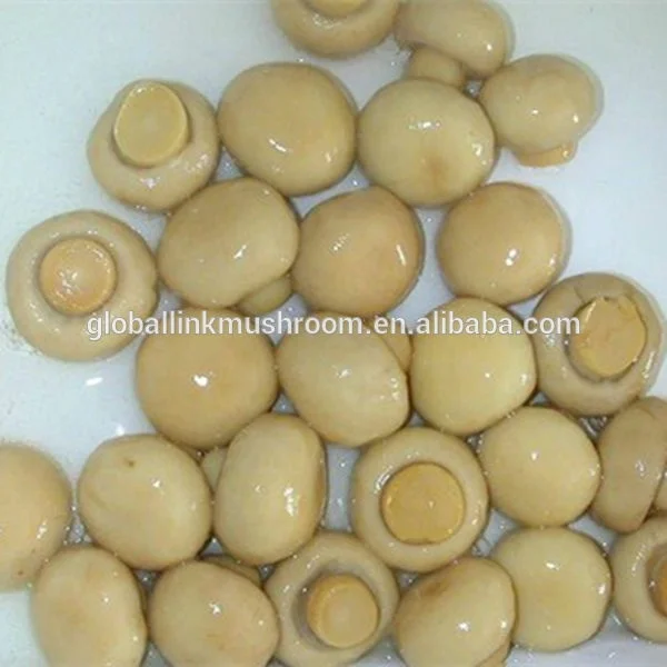 
canned mushroom whole champignon mushroom 