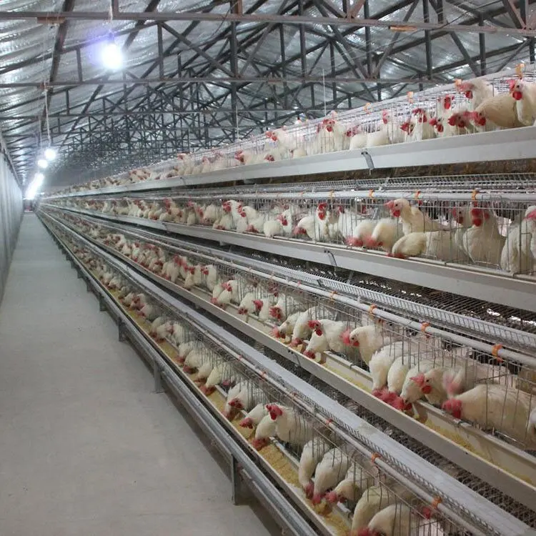 prefabricated chicken coop hen house for sale / metal wire mesh laying hen houses Vertical H-Type Frame