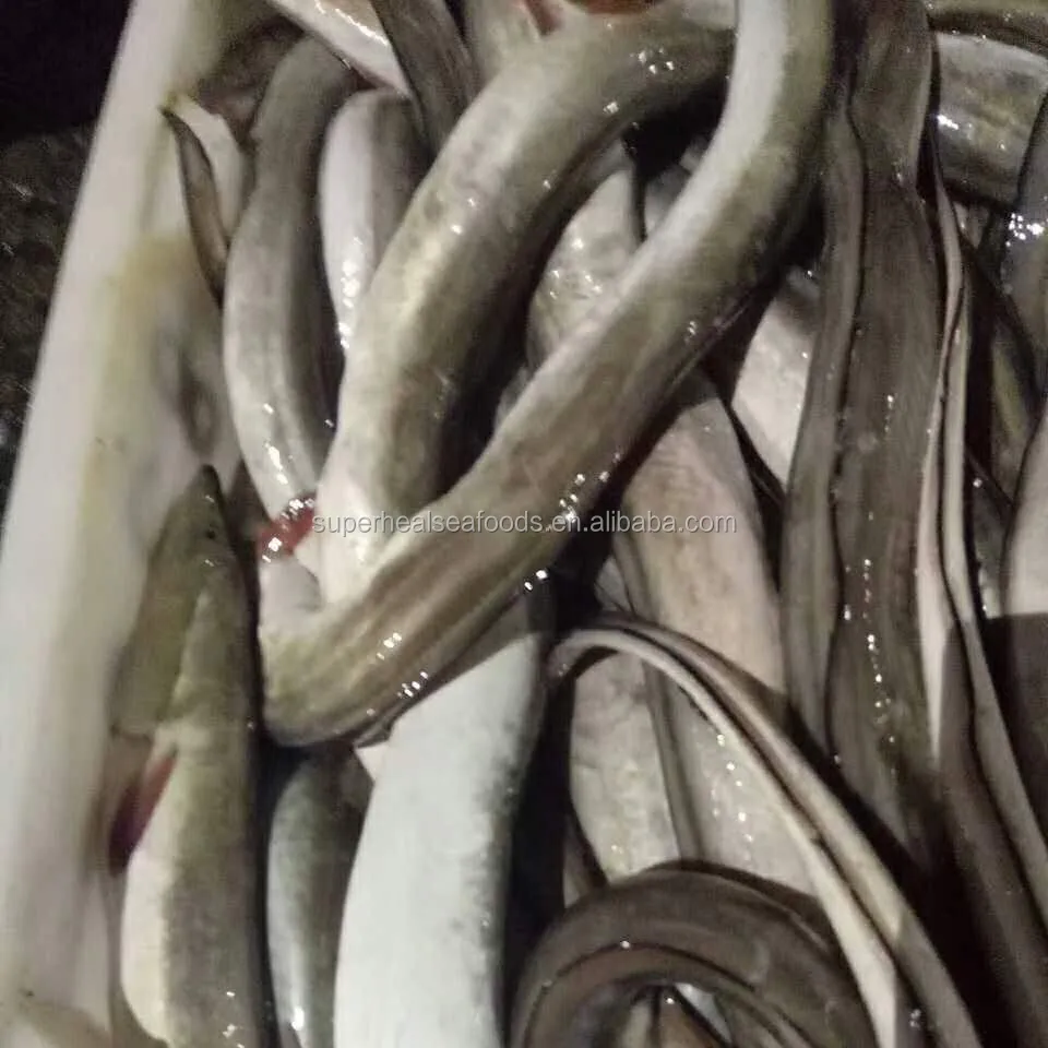 Новинка, рыба в виде замороженного конгера, щуки, угоря, 300-400 г