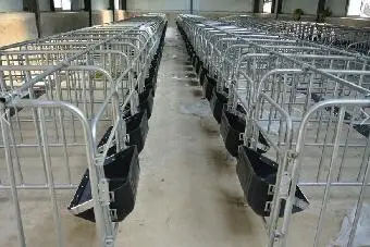Pig farm equipment pig gestation crates for sows
