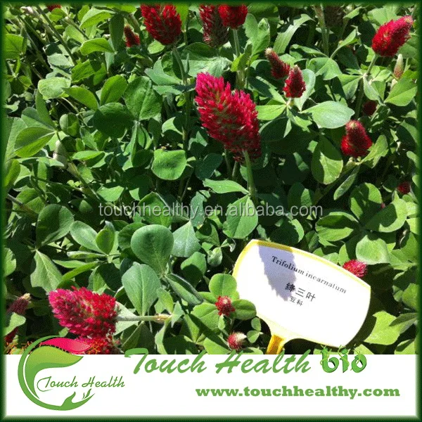 2021 Tincarnatum /Trifolium incarnatum seeds/forage grass seeds