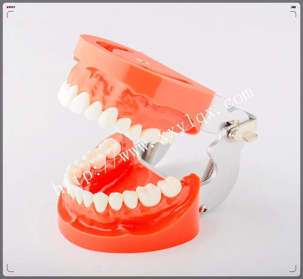 Standard teeth model with 28pcs screw in replaceable teeth for practice preparation