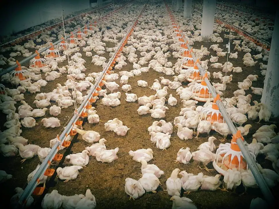 Zimbabwe chicken farm automatic poultry feeder