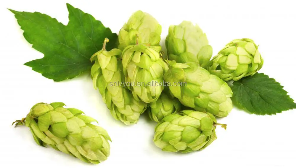 
Herbal beer hops flower extract powder Humulus Lupulus Extract hops extract powder 