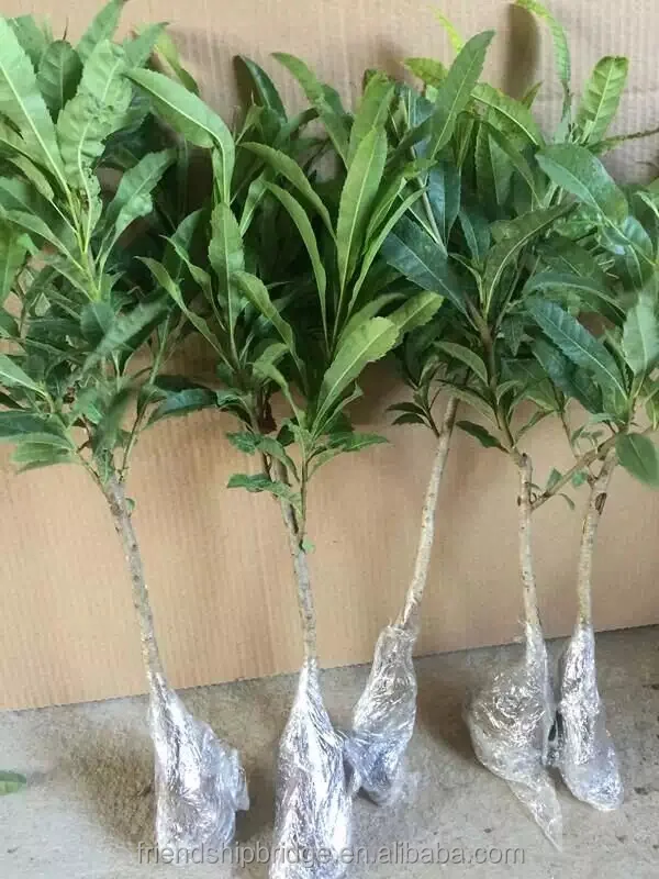 High quality Myrica Rubra Waxberry Tree Seedlings